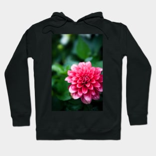 Beautiful dahlia flower Hoodie